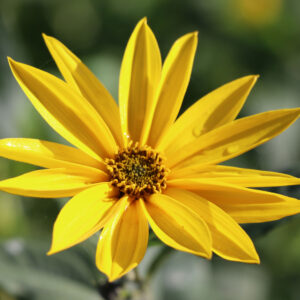 Helianthus tuberosus 'Topstar'