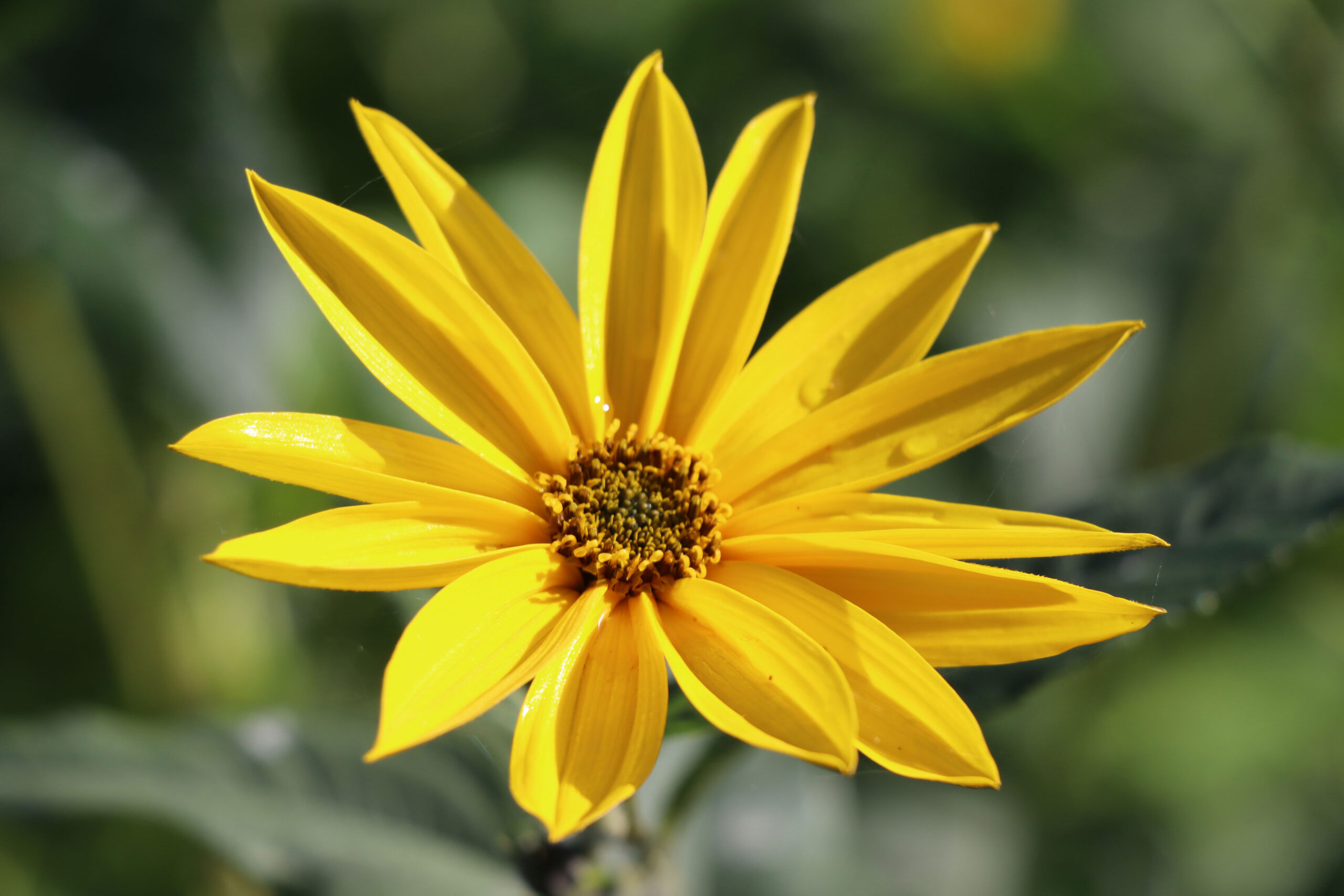 Helianthus tuberosus 'Topstar'
