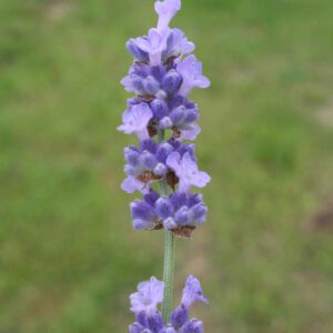 Lavandula angustifolia 'Melissa Lilac' - Lavendel 'Melissa Lilac'