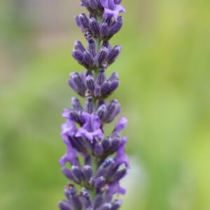 Lavandula angustifolia 'Reve de Jean Claude'