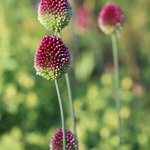 Allium sphaerocephalon
