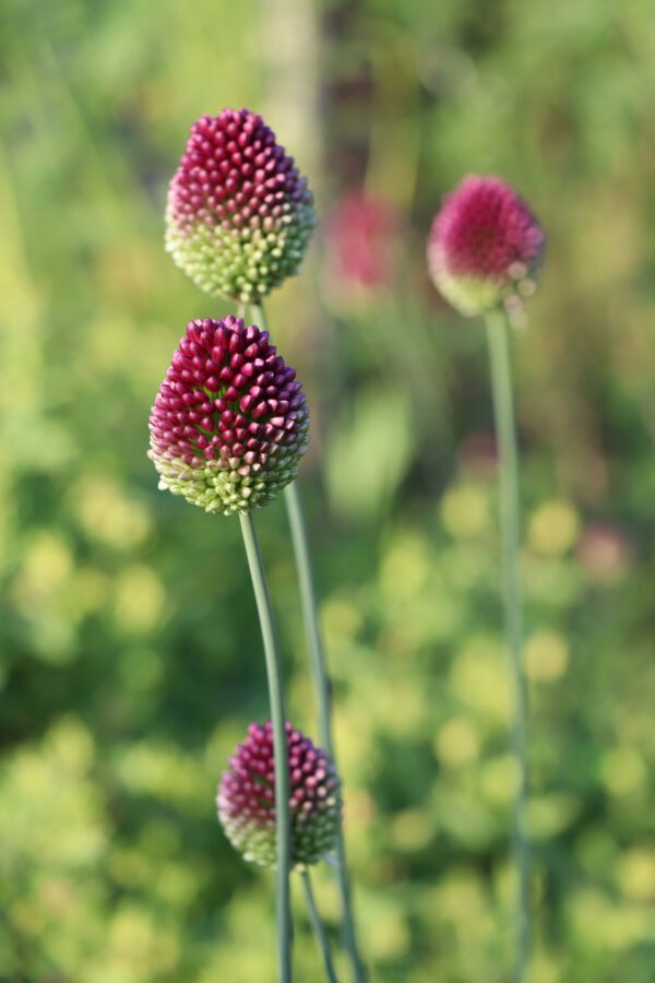 Allium sphaerocephalon