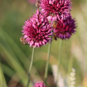 Allium sphaerocephalon mit Bienen