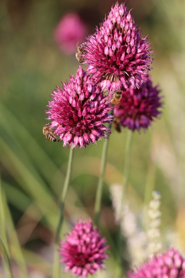 Allium sphaerocephalon mit Bienen