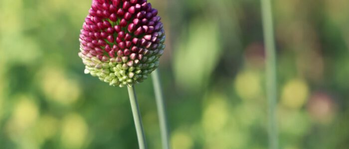 0022-Allium-sphaerocephalon Allium sphaerocephalon