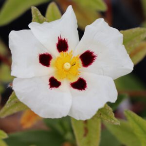 Cistus 'Ann Baker'