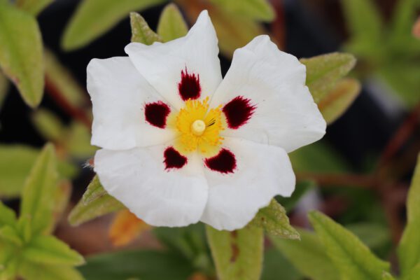 Cistus 'Ann Baker'