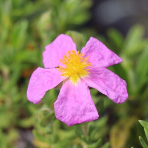 Cistus heterophyllus