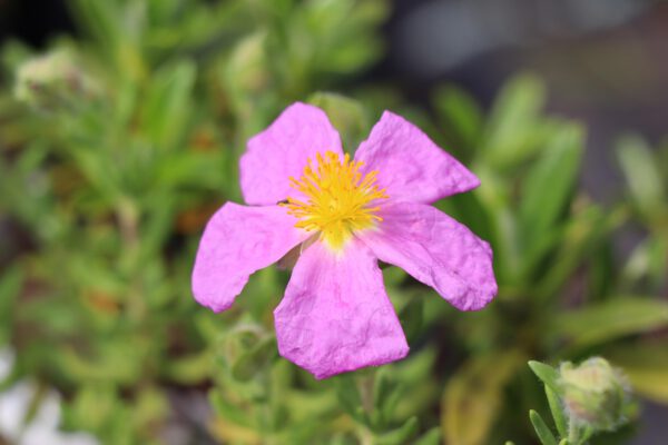 Cistus heterophyllus