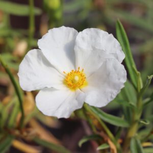 Cistus libanotis 'Major'