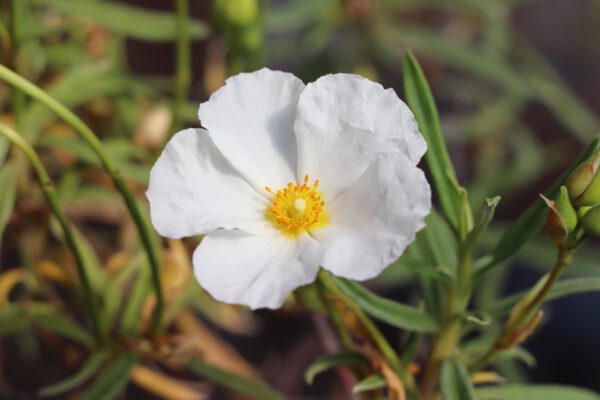 Cistus libanotis 'Major'