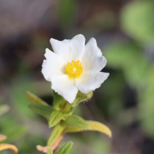 Cistus monspeliensis