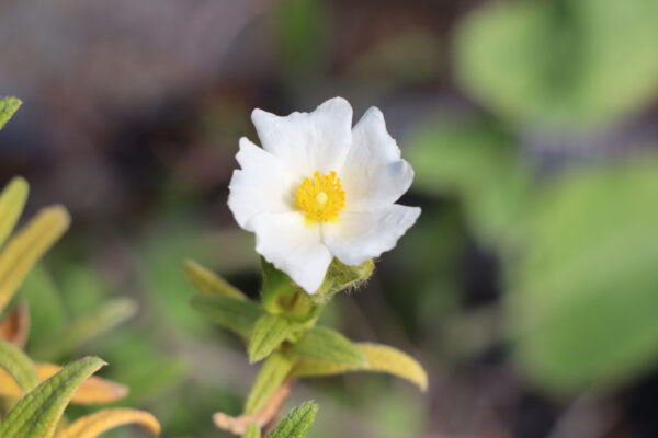 Cistus monspeliensis