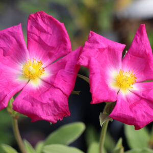 Cistus x argenteus 'Blushing Peggy Sammons'