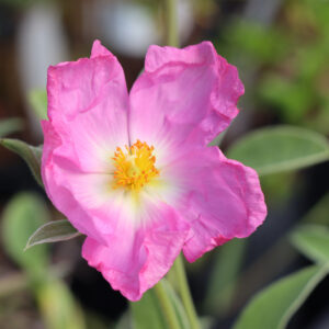 Cistus x argenteus 'Peggy Sammons'