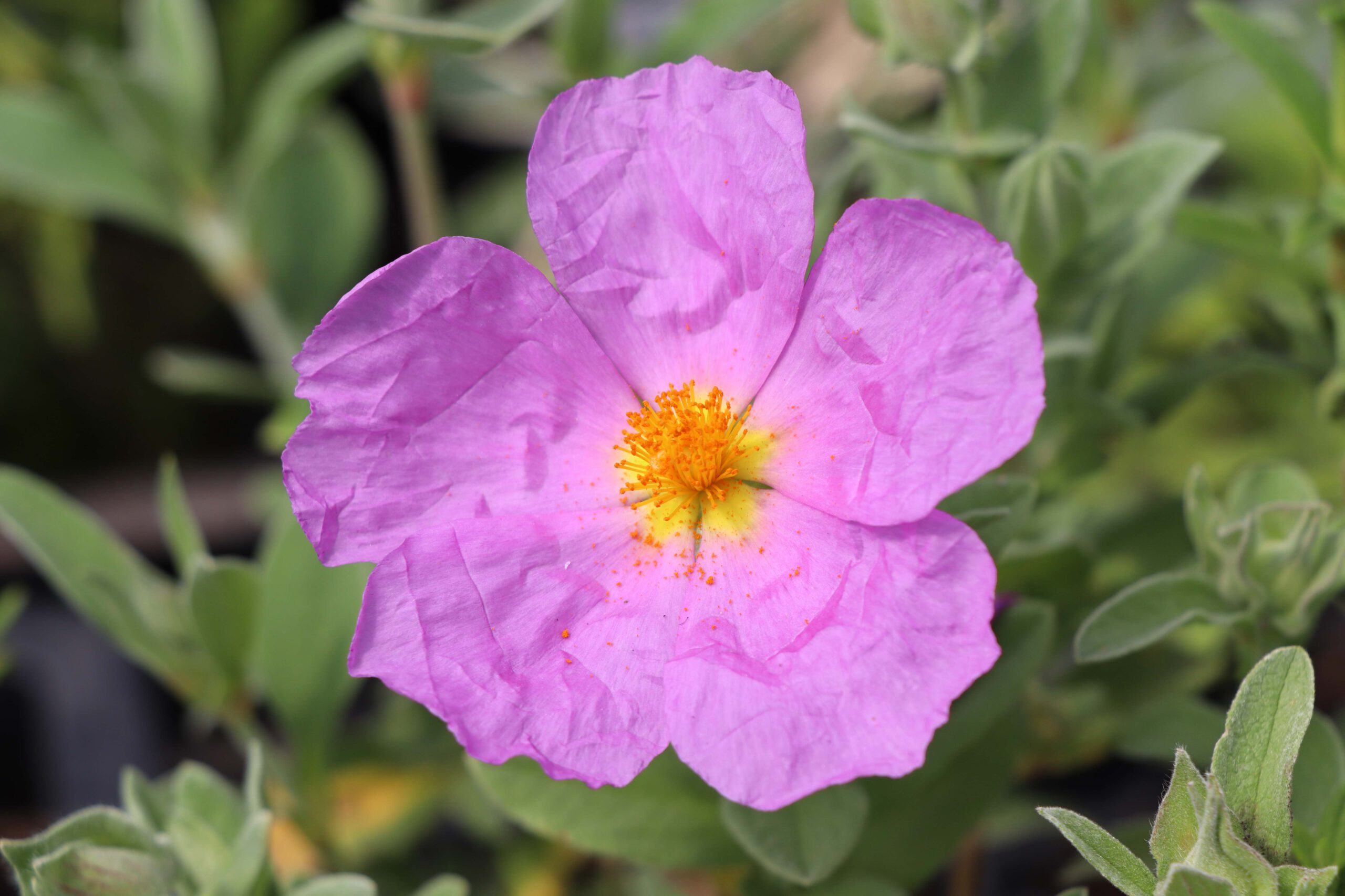 Cistus x clausonis Gärtnerei Moos