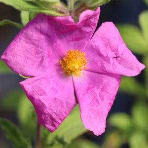 Cistus x crispatus