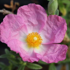 Cistus x curvativus