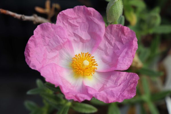 Cistus x curvativus