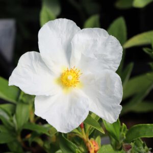 Cistus x cyprius