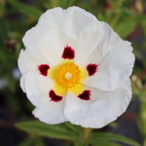 Cistus x dansereaui 'Jenkyn Place'