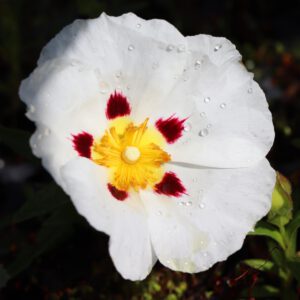 Cistus x dansereaui 'Jenkyn Place' nass