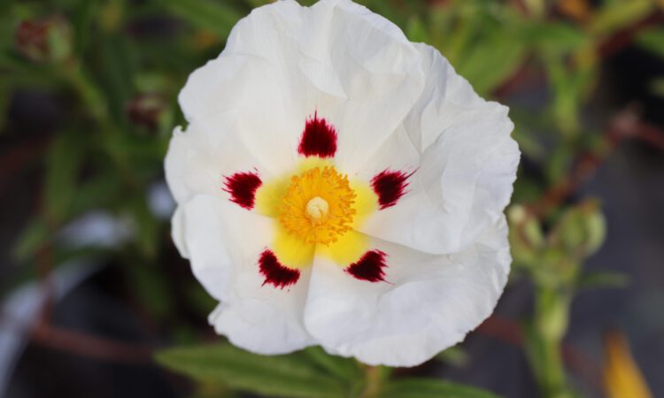 Cistus x dansereaui 'Jenkyn Place'