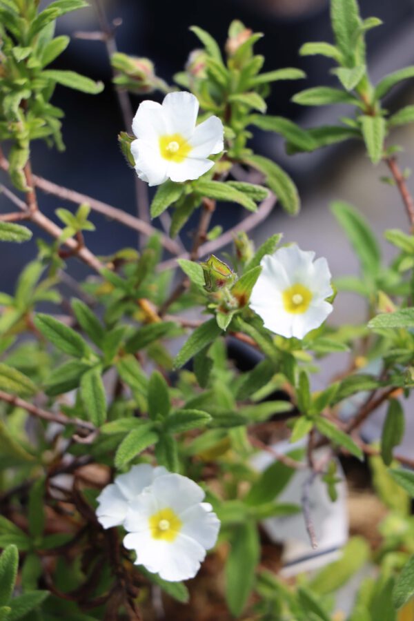 Cistus x florentinus 'Béziers'