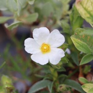 Cistus x nigricans