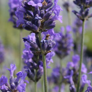 Lavandula ang. 'Ashdown Forest'- Lavendel 'Ashdown Forest'