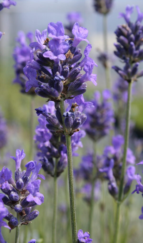 Lavandula ang. 'Ashdown Forest'- Lavendel 'Ashdown Forest'
