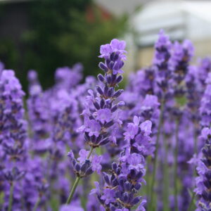 Lavandula angustifolia 'Cecilia' - Lavendel 'Cecilia'