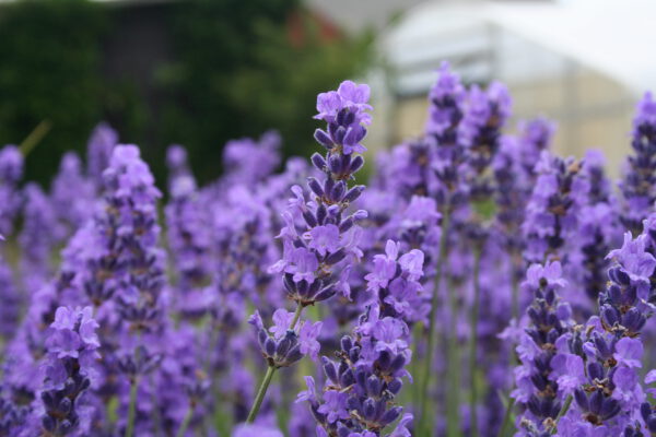 Lavandula angustifolia 'Cecilia' - Lavendel 'Cecilia'