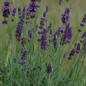 Lavandula angustifolia 'Hidcote Blue' - Lavendel 'Hidcote Blue'