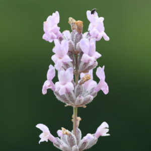 Lavandula angustifolia 'Miss Katherine' - Echter Lavendel 'Miss Katherine'