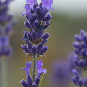 Lavandula angustifolia 'Pacific Blue' - Echter Lavendel 'Pacific Blue'