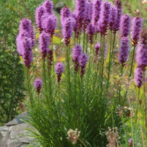 Liatris spicata - Ährige Prachtscharte