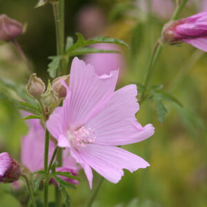 Malva alcea var. fastigiata - Rosen-Malve