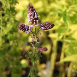 Mentha aquatica var.crisp - Krause Minze a