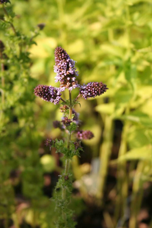 Mentha aquatica var.crisp - Krause Minze a