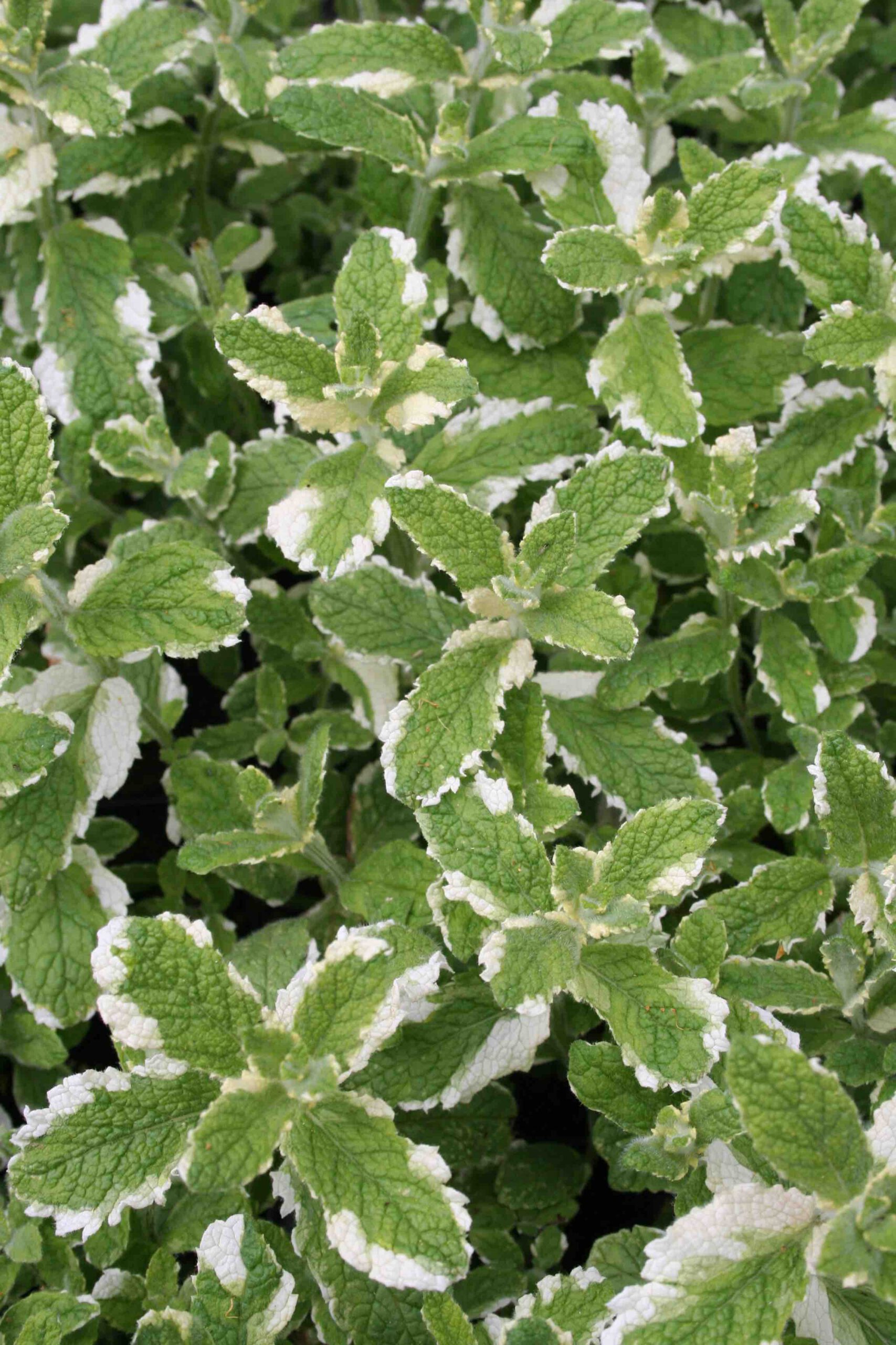 Mentha suaveolens 'Variegata' - Ananas - Minze