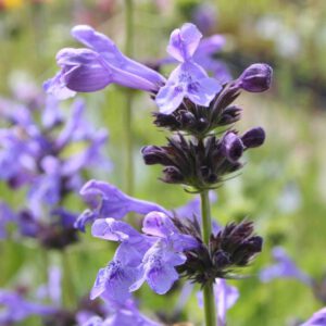 Nepeta sibirica 'Souvenir d'Andrè Choudron' - Sibirische Katzenminze / Blauminze