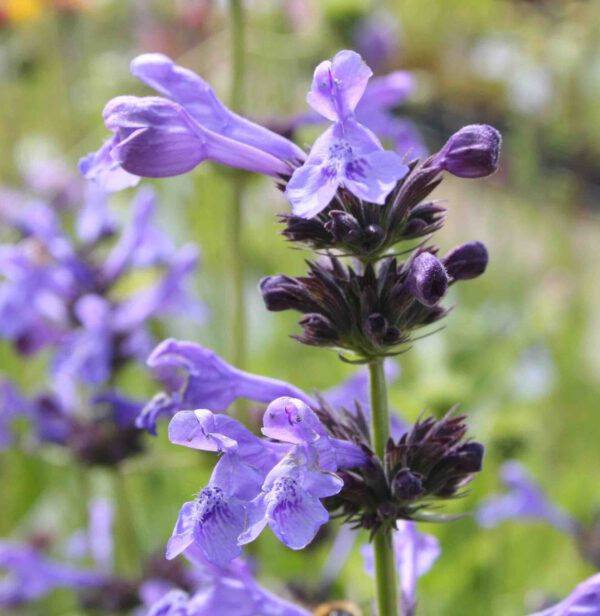 Nepeta sibirica 'Souvenir d'Andrè Choudron' - Sibirische Katzenminze / Blauminze