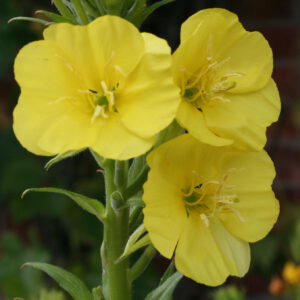 Oenothera biennis - Gewöhnliche Nachtkerze