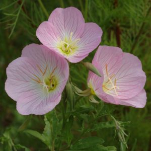 Oenothera speciosa - Schnee-Nachtkerze