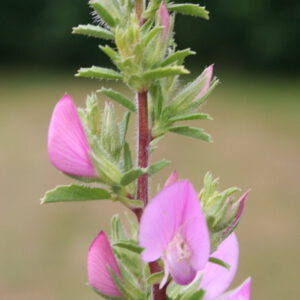 Ononis spinosa - Dornige Hauhechel