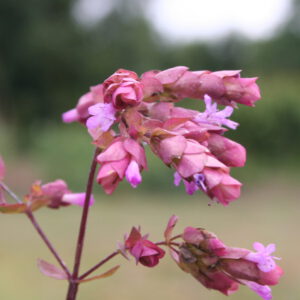 Origanum amanum 'Bristol Cross' - Türkischer Majoran 'Bristol Cross'