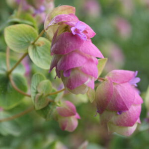 Origanum rotundifolium - Rundblättriger Dost