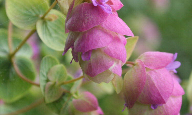 Origanum rotundifolium - Rundblättriger Dost