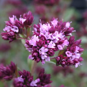 Origanum x laevigatum 'Aromatico'